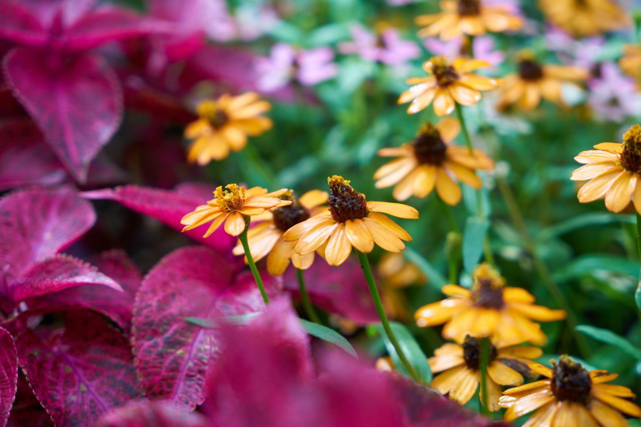 featured-image